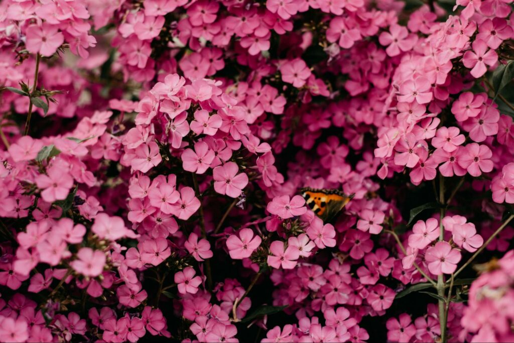 dibujos de flores bonitas