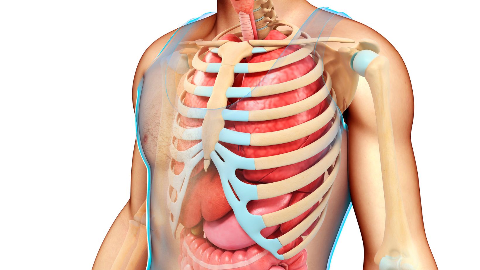 Understanding Rib Visibility and Body Composition Is It Normal to Be Able to See Your Ribs