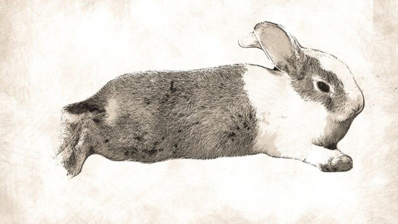drawing:3byvh5-pf8m= rabbit