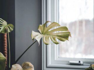 house plant monstera