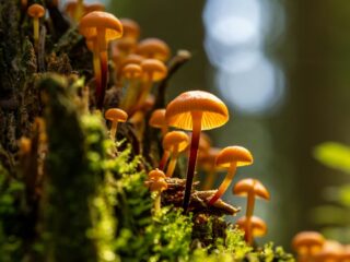 mushroom retreat center